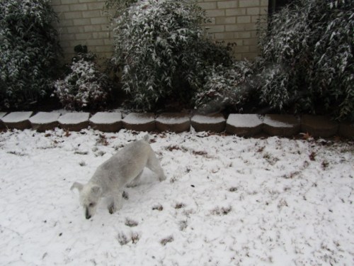 My attack schnauzer was on the hunt for something!