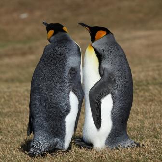 Gentoo penguins on the Falklands.
