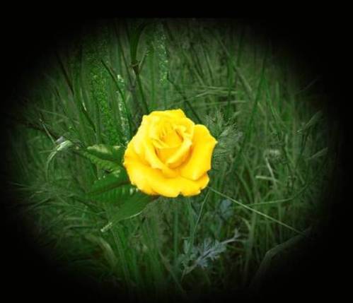 A_Yellow_Rose_Wallpaper_by_midnightstouch
