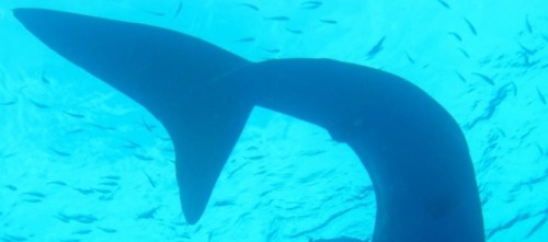 Whale-Shark-Tail-Fin-800x600