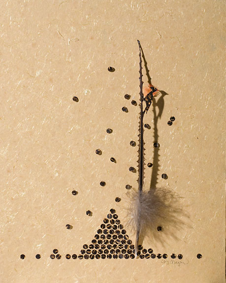 Great Argus pheasant feather and two small macaw feathers.