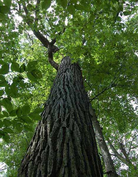 bur-oak-tree-trunk-lg2