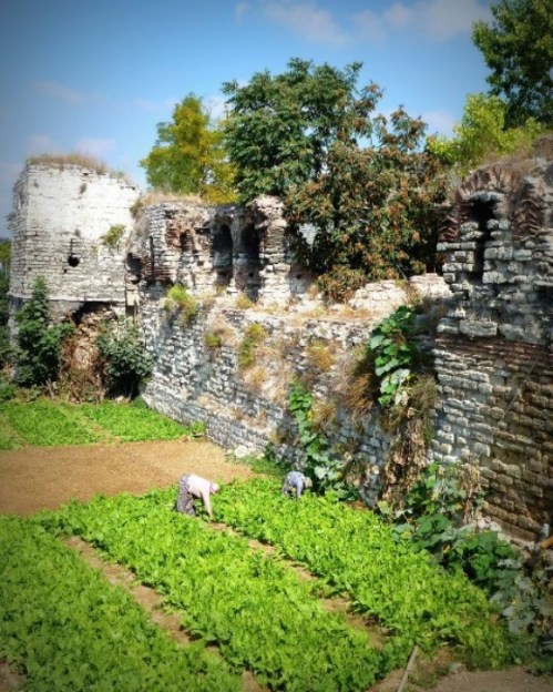 Even now, the Yediluke Orchards serve a purpose.