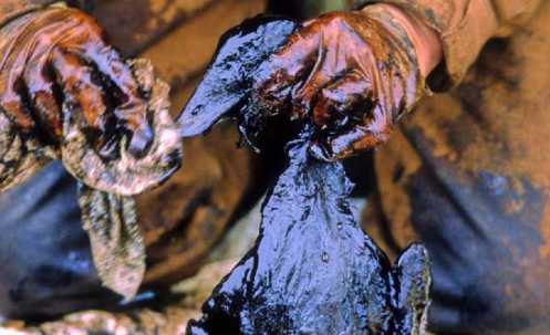 The usual victims: a worker tries to save a bird after the Exxon Valdez disaster.