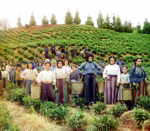 Workers harvesting tea, ca. 1907-1915.