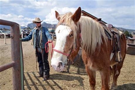 Joker, a Belgian draft horse, awaits a tour at Sombrero Ranches.  Please pray for him!