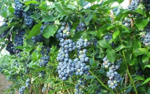 Blueberry_Bush-500x331