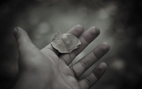 430767_ruka_ladon_list_1680x1050_(www.GdeFon.ru)