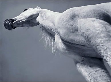 animals,photography,horse,horses,perspective,color,photography-e8398f4daa2b183b4c1a918670bb6161_h