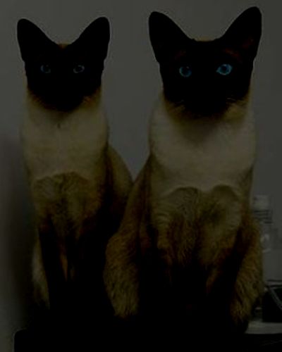 23946fa0cfb82989ec5d4fe0f2352308