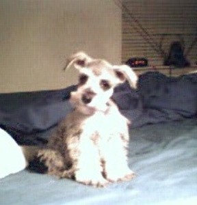 Wolfgang at 3 months.