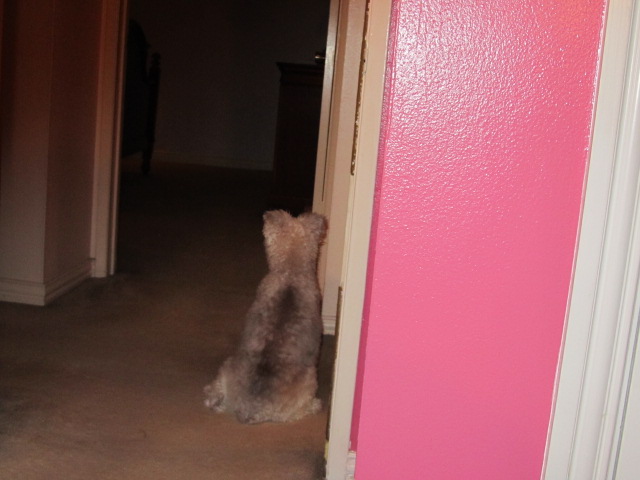 Who’s there? Wolfgang peering into my parents’ bedroom on August 1, 2016.