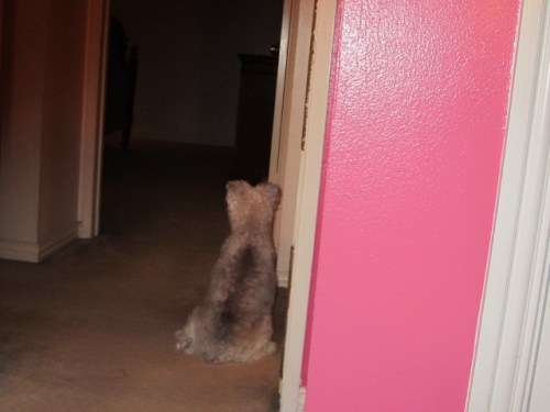Who’s there? Wolfgang peering into my parents’ bedroom on August 1, 2016.