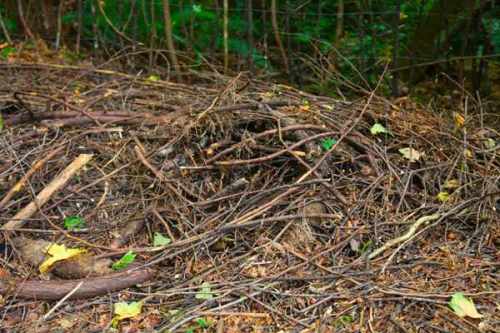 everyone-needs-a-stick-pile-photoc2a9liesl-clark