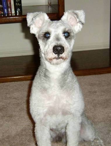 Wolfgang in March of 2004.  Behind those sweet, glassy eyes lay eons of canine evolution and aggression.