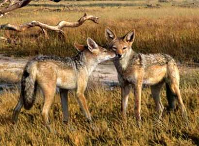 Artist depiction of Eucyon davisi, considered the direct ancestor of modern dogs.