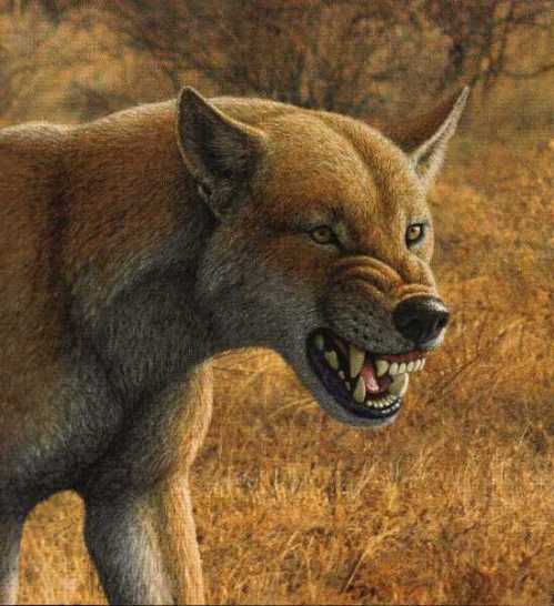 An artist’s rendition of the extinct Borophagus secundus canine from the late Miocene Epoch in North America displays the animal’s large dentition and low-angled skull that allowed it to engage in bone-crushing of its prey.  Courtesy Mauricio Antón.