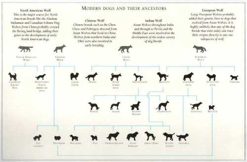 Basic evolutionary tree of modern dogs from their wolf ancestors.