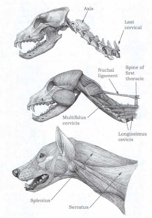Skull, cervical vertebrae and muscle structure of the extant Canis lupus (gray wolf).  The nuchal ligament allowed for greater movement of the head and neck.