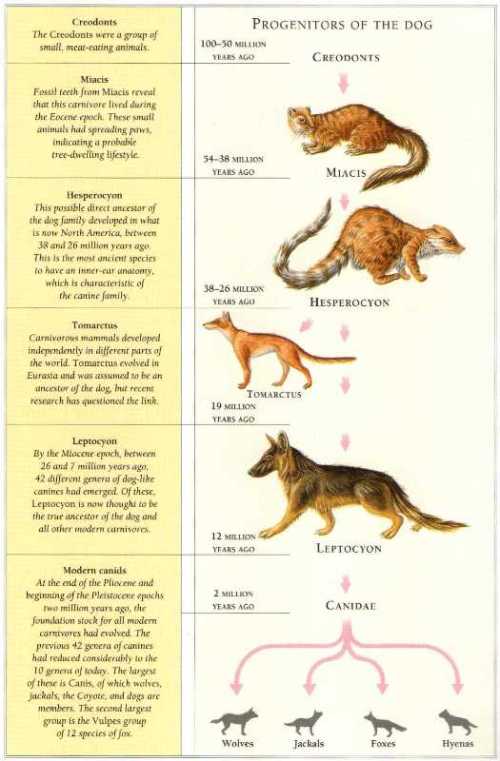 Basic evolutionary tree of canines.