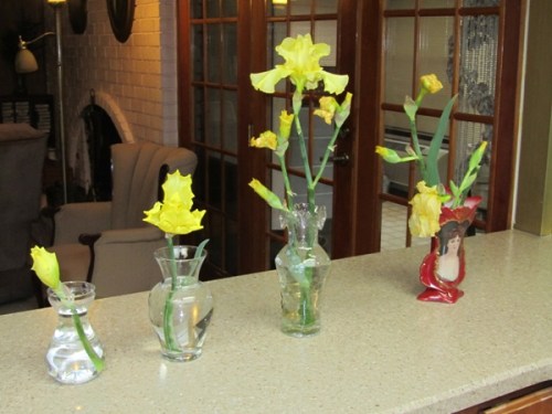 Irises that bloomed in our back yard earlier this month.